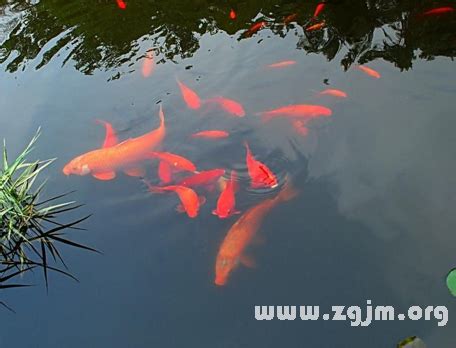 夢見水中有魚|夢見魚/夢到魚